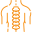 spinal-column